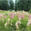 коллекция рода Astilbe